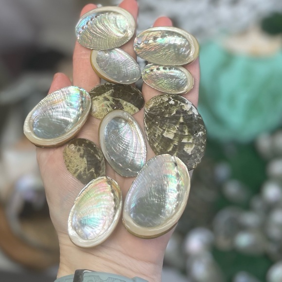 15 ABALONE SEASHELLS MIXED LOT CRAFTING DIY NAUTICAL COASTAL BEACH HOME DECOR - Picture 13 of 16